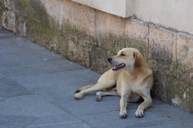 Köpek asfaltta yatar, evin yanında.