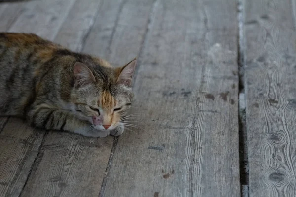 Die Katze Liegt Auf Einem Holzboden — Stockfoto