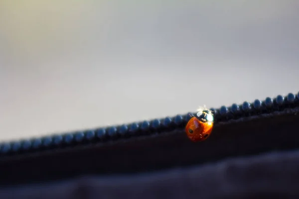 Coccinelle Gros Plan Sur Sac Dos — Photo