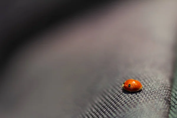 Sırt Çantasına Uğur Böceği Yakın Plan — Stok fotoğraf
