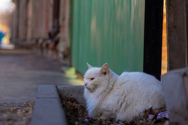 Beyaz Kedi Gün Işığında Sokakta Oturuyor