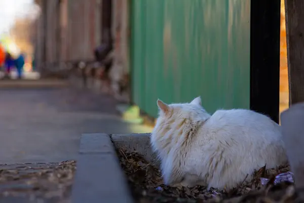 Chat Blanc Est Assis Sur Rue Dans Jour Soleil — Photo