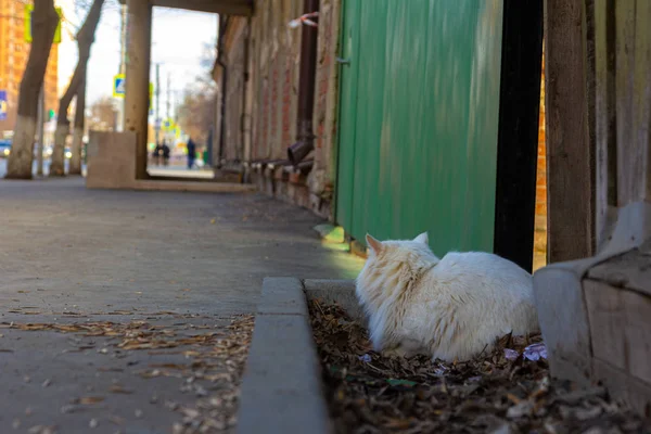 Gato Branco Está Sentado Rua Dia Luz Sol — Fotografia de Stock