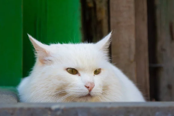 Gato Blanco Está Sentado Calle Día Luz Del Sol —  Fotos de Stock