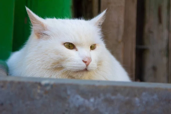 White Cat Seduto Strada Giorno Della Luce Del Sole — Foto Stock