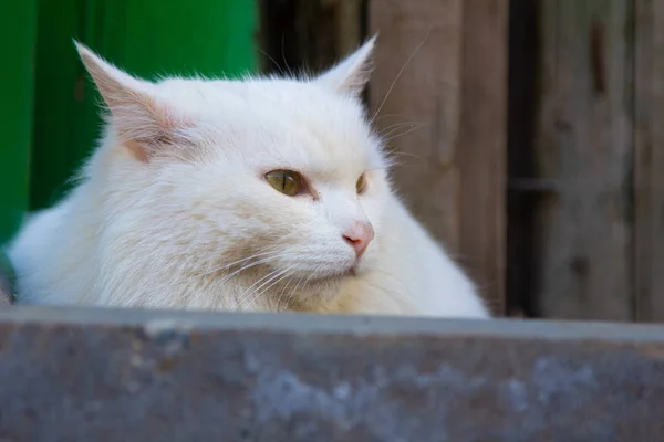 White Cat Seduto Strada Giorno Della Luce Del Sole — Foto Stock