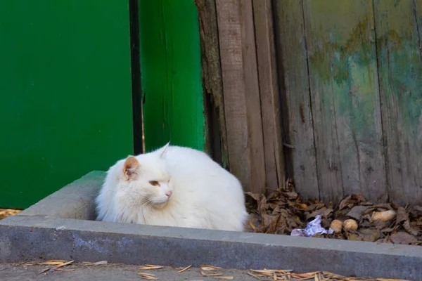 Gato Branco Está Sentado Rua Dia Luz Sol — Fotografia de Stock