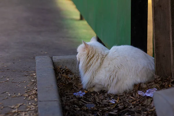 White Cat Seduto Strada Giorno Della Luce Del Sole — Foto Stock