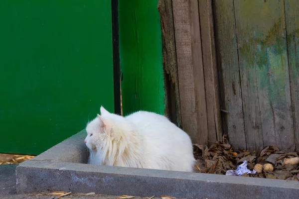 Gato Branco Está Sentado Rua Dia Luz Sol — Fotografia de Stock