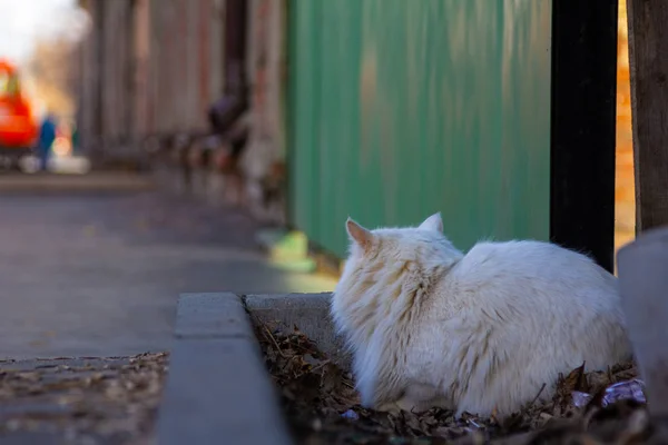 Weiße Katze Sitzt Sonnenlicht Auf Der Straße — Stockfoto