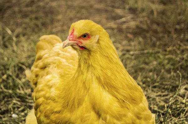 Beautiful Image Yellow Chicken Orpington — Stock Photo, Image