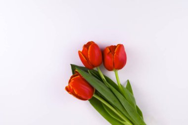 beyaz zemin üzerinde üç güzel kırmızı lale