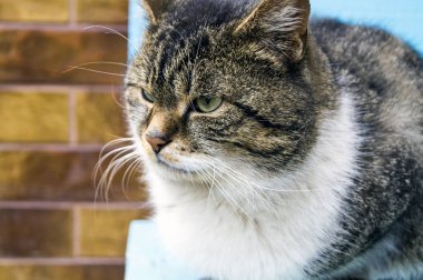 Güzel bir kedinin fotoğrafı açık kahverengi