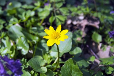 Yeşil çimenlerin üzerinde sarı bir çiçek