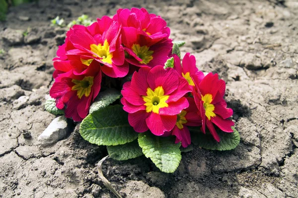 beautiful red-yellow flowers on the background of black earth