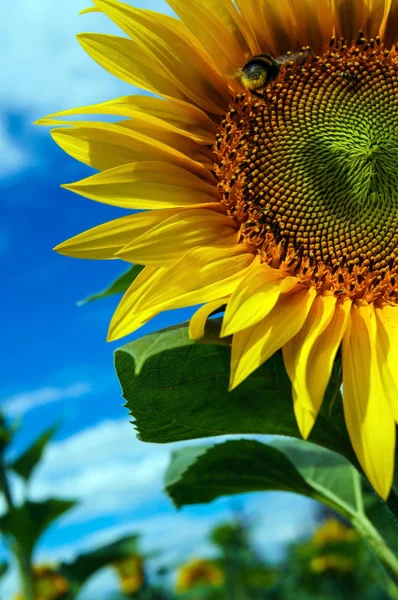 Oturma bumblebee çiçek açması ayçiçeği üzerinde