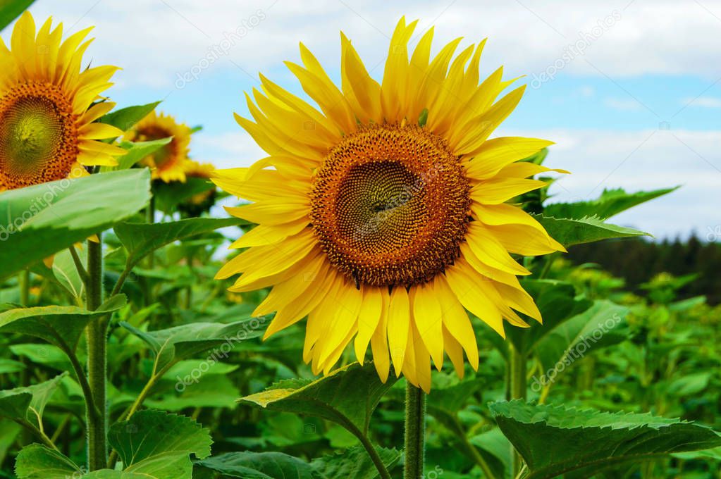 Sunflowers on the field at the moment of flowering