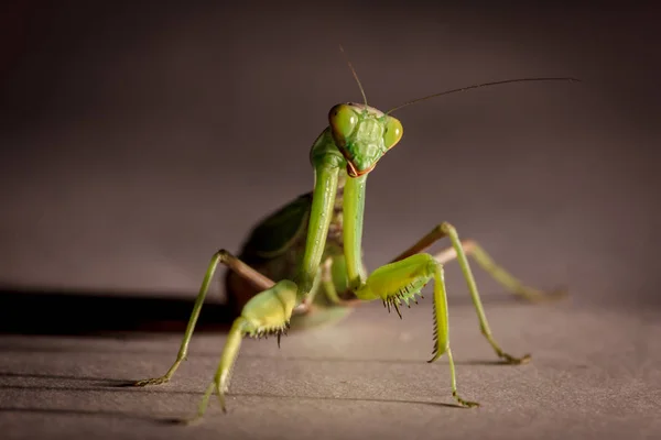 Increíble Macro Disparo Una Mantis Verde Sobre Fondo Aislado — Foto de Stock