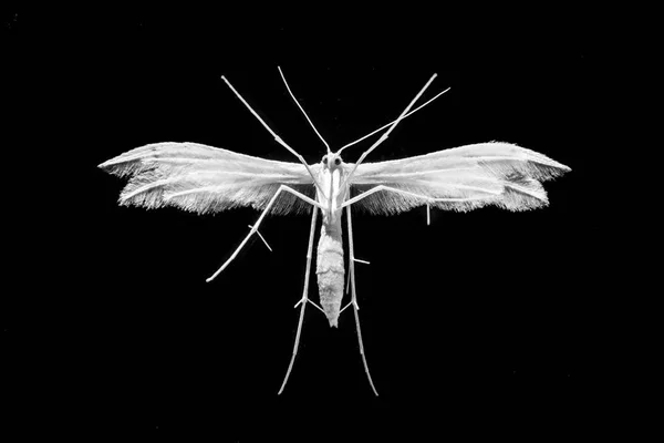 Úžasné Makro Shot Bílý Motýl Spodní Zavřít Samostatný — Stock fotografie