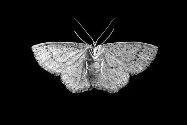 惊人的宏拍摄与白色飞蛾底部关闭在孤立的黑色背景 — 图库照片