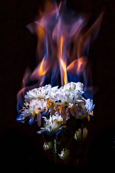 Burning White Chrysanthemum Blue Fire Flame Black Background — Stock Photo, Image