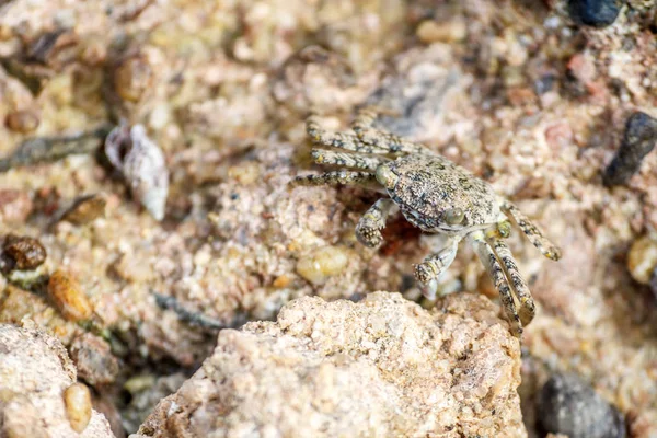 在加勒比海的阳光明媚的日子里 一只螃蟹在石头上的宏观镜头 — 图库照片