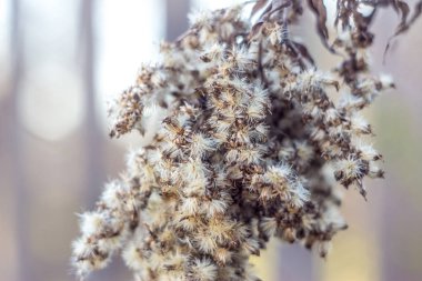 Yakın çekim bulanık adam üzerinde ormandaki kuru sulak Şubesi