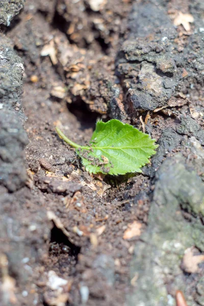 Gros Plan Une Feuille Verte Bouleau Sur Une Souche Arbre — Photo