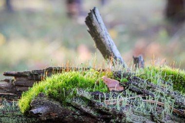 Farklı türde yosun ve bitkiler değişken odaklı bir arka plan olarak eski bir pürüzle ağacının yüzeyi ile bir bahar ormanda doğal natürmort