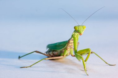 stüdyoda izole bir arka plan üzerinde yeşil bir Mantis şaşırtıcı makro çekim