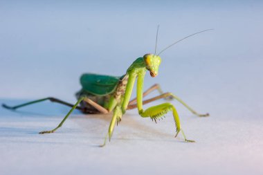 stüdyoda izole bir arka plan üzerinde yeşil bir Mantis şaşırtıcı makro çekim