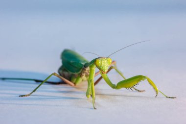 stüdyoda izole bir arka plan üzerinde yeşil bir Mantis şaşırtıcı makro çekim