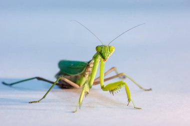 stüdyoda izole bir arka plan üzerinde yeşil bir Mantis şaşırtıcı makro çekim