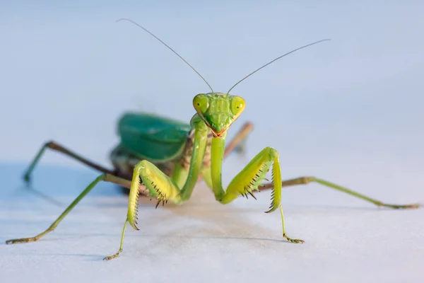 Amazing Macro Shot Green Mantis Isolated Background Studio — Stock Photo, Image