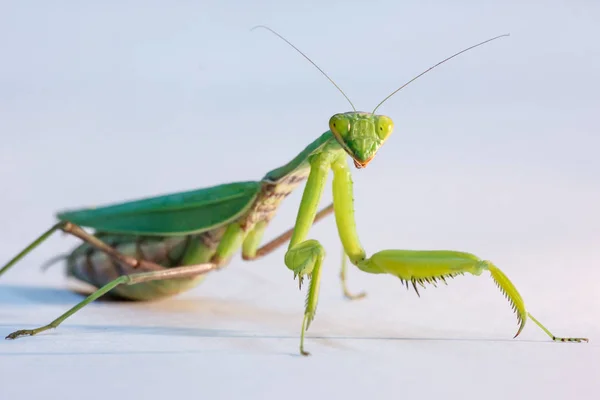 Increíble Macro Toma Una Mantis Verde Fondo Aislado Estudio —  Fotos de Stock