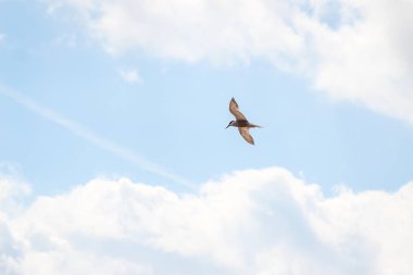 Bir fırtına önünde bulutlu gökyüzü uçan aç sumru