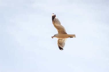 Daha önce bir fırtına ekmek gagası içinde büyük bir parçası ile bulutlu gökyüzü karşı uçan aç martı