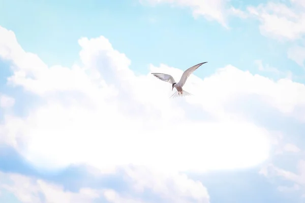 Hungrige Seeschwalbe Fliegt Vor Gewitter Gegen Den Wolkenverhangenen Himmel — Stockfoto