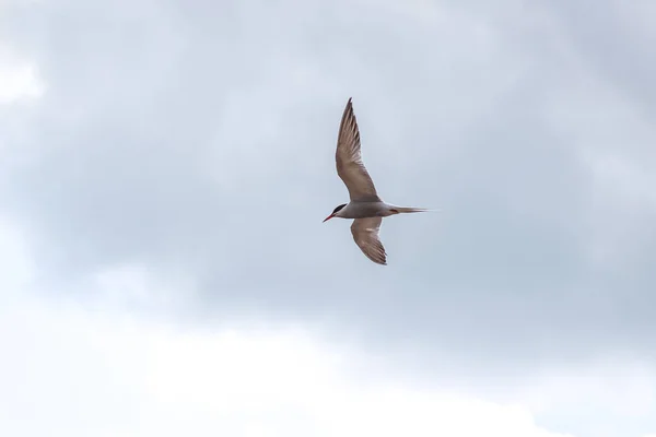 Hungry tern flying against the cloudy sky in front of a thunderstorm