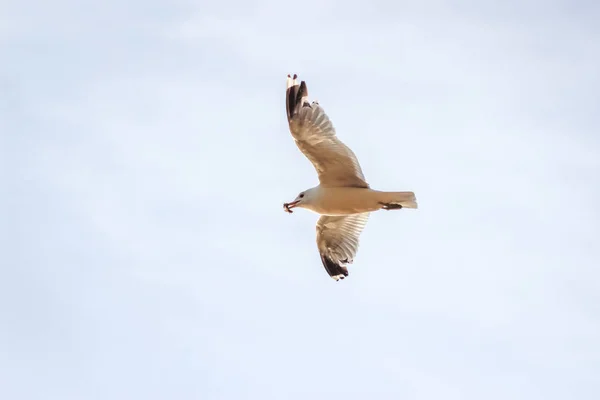 Gaivota Faminta Voando Contra Céu Nublado Antes Uma Tempestade Com — Fotografia de Stock