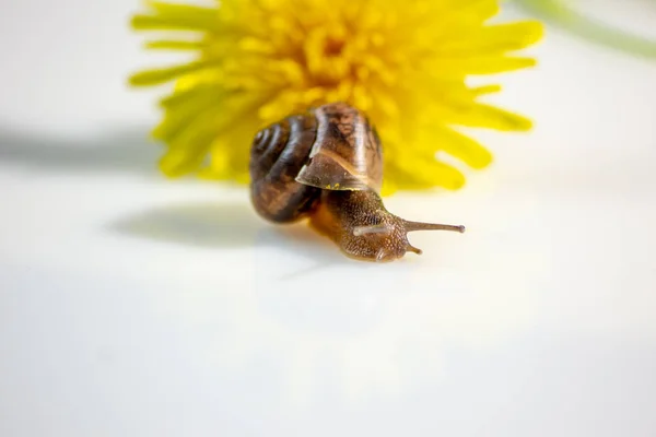 Closeup Caracol Estúdio Uma Superfície Brilhante Branca Fundo Borrado Amarelo — Fotografia de Stock