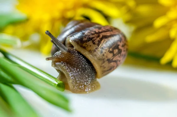 Closeup Caracol Estúdio Uma Superfície Brilhante Branca Fundo Borrado Amarelo — Fotografia de Stock