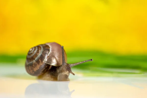 Closeup Snail Studio White Glossy Surface Blurred Background Yellow Green — Stock Photo, Image