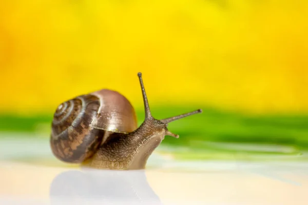 Primer Plano Caracol Estudio Sobre Una Superficie Blanca Brillante Fondo —  Fotos de Stock