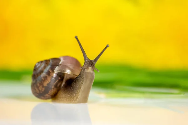 Closeup Caracol Estúdio Uma Superfície Brilhante Branca Fundo Borrado Amarelo — Fotografia de Stock