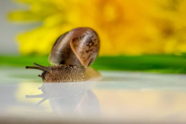 Closeup Snail Studio White Glossy Surface Blurred Background Yellow Green — Stock Photo, Image