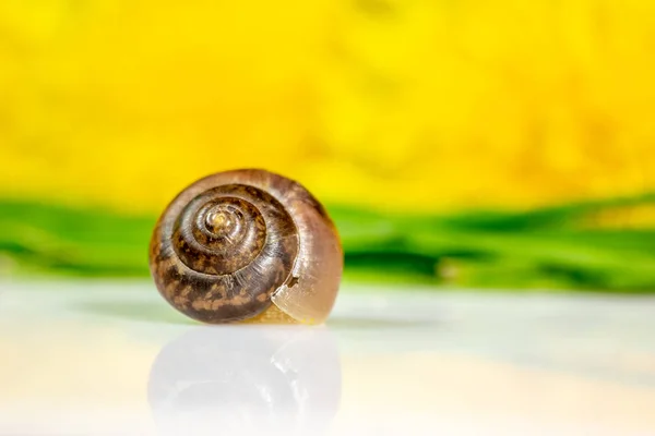 Closeup Snail Studio White Glossy Surface Blurred Background Yellow Green — Stock Photo, Image