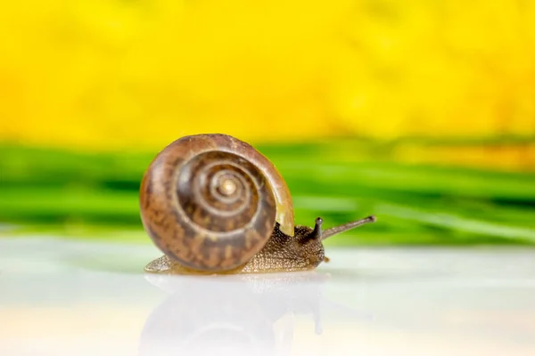 Primer Plano Caracol Estudio Sobre Una Superficie Blanca Brillante Fondo —  Fotos de Stock