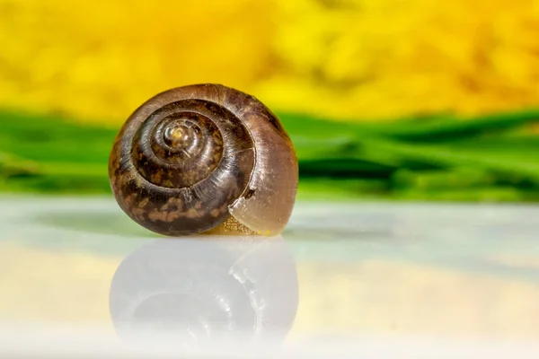 Closeup Snail Studio White Glossy Surface Blurred Background Yellow Green — Stock Photo, Image