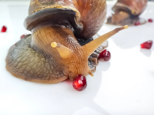 Closeup photography of a one  giant snail in the Studio on a white glossy surface and blurred background with red berries fruit of pomegranate